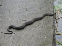 Northern-Watersnake.jpg