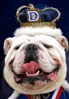 050425_bulldog_beauty_vmed_widec.jpg