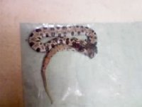 bres snake.jpg