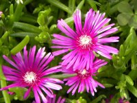 ice plant.jpg