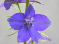 purple flower.jpg