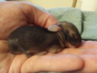 BabyRabbit.jpg