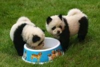 pandapups.jpg