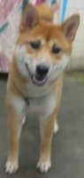 shibajuly2010.jpg