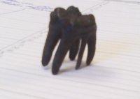 fossil tooth.jpg