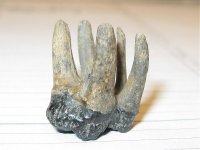 Fossil tooth 001.jpg