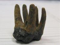 Fossil tooth 002.jpg