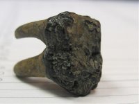 Fossil tooth 003.jpg