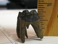 Fossil tooth 004.jpg