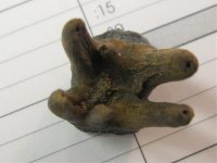 Fossil tooth 005.jpg