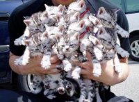 1426_lots_cats[1].jpg