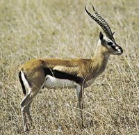 gazelle.jpg