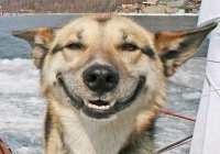 smilingdog.jpg