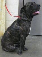 Bella Cane Corso.jpg