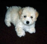 toy-poodle-0200.jpg