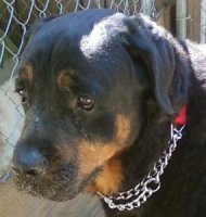 RottieBeauFACE.jpg