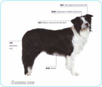 Border-Collie.jpg