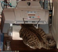 printer-cat-707757.jpg