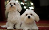 Christmas Dogs.jpg