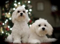 Christmas Dogs 2.jpg