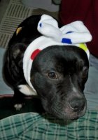 headbandondog.jpg