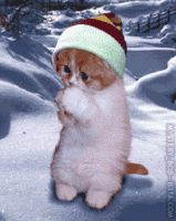 winter kitty.gif