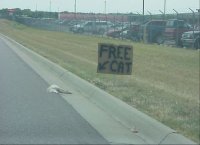 Cat giveaway.jpg