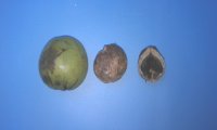 My nuts.jpg