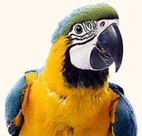 parrot-photo[1].jpg