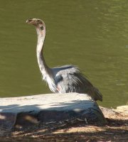 Heron.jpg