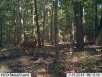 Trailcam3.jpg