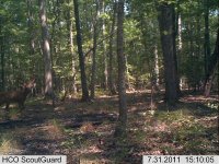 Trailcam1.jpg