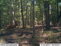 Trailcam2.jpg