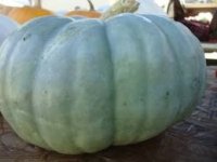 blue pumpkin.jpg