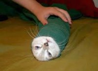 cat burrito.jpg