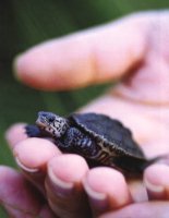 BabyTerrapin.jpg