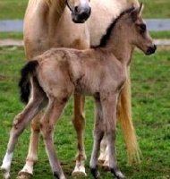 buckskin-filly.jpg