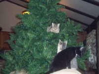 Cats and the Christmas tree.jpg