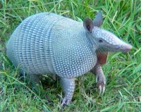 armadillo_380.jpg