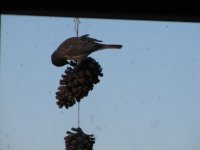 bird.JPG