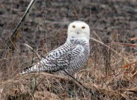 snowy owl Ill.jpg