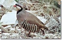 Hunt Chukar.jpg