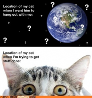 catlocation.png