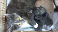 2012-04-28MommaKittens.jpg