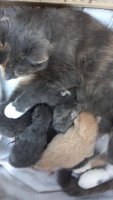 2012-04-28Kittens.jpg