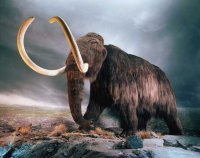 woolly-mammoth.jpg