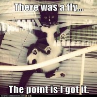 funny-cat-pictures-lolcats-there-was-a-fly.jpg