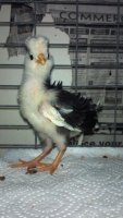 2012-06-26_Chick4.jpg