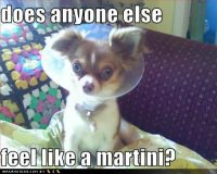 funny-dog-pictures-feel-martini.jpg