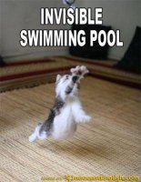 funny-cat-diving-in-pool.jpg